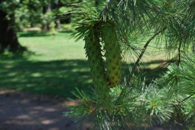 Pinus ayacahuite - borovice mexická - zrající plody (šišky)